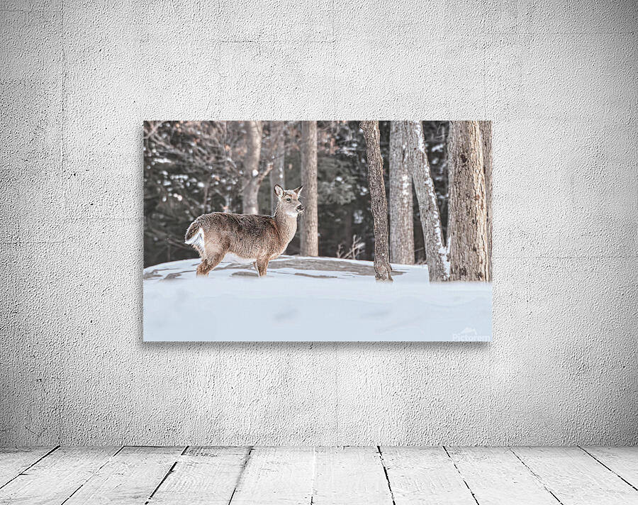 JBS 5494  Wall Preview