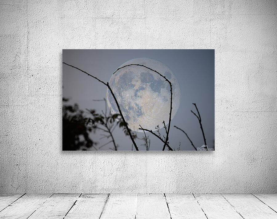 ZJS 8305  Wall Preview