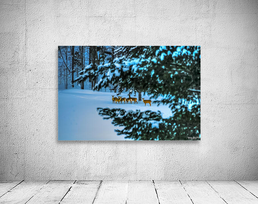 DSC 5646 Wall Preview