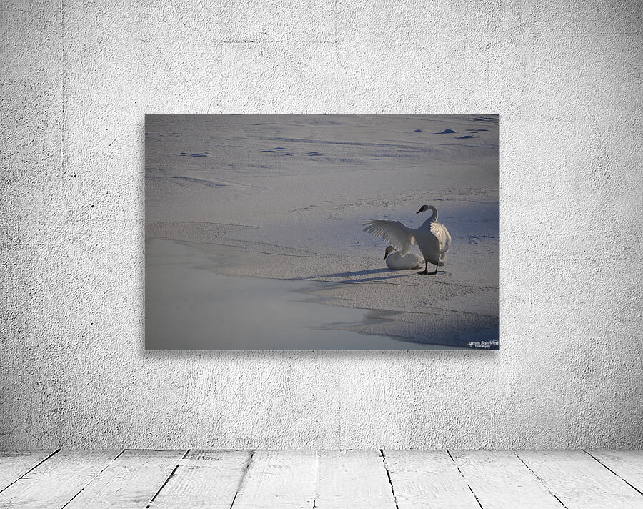 DSC 5806 Wall Preview