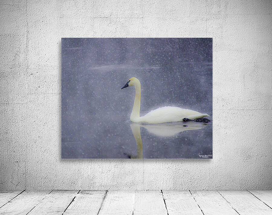 JBS 4477 Wall Preview