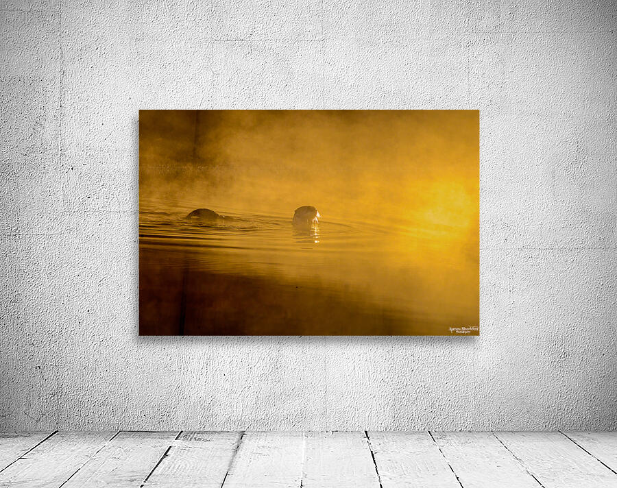 DSC 1717 Wall Preview