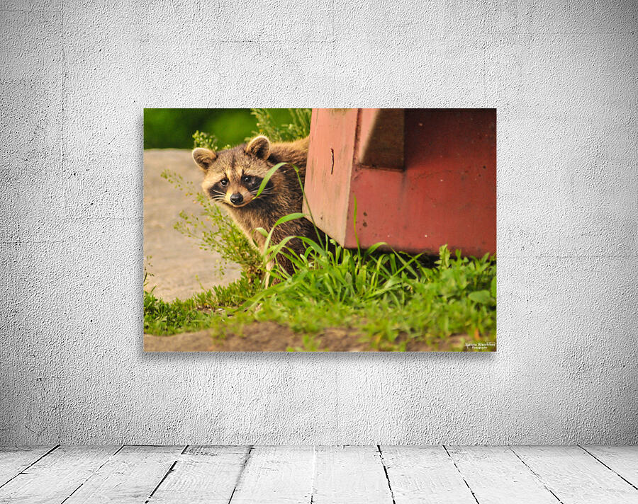 JBS 2864 Wall Preview