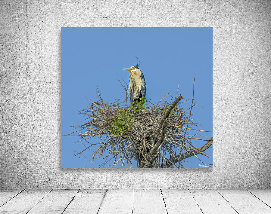 JBS 0860ED Wall Preview