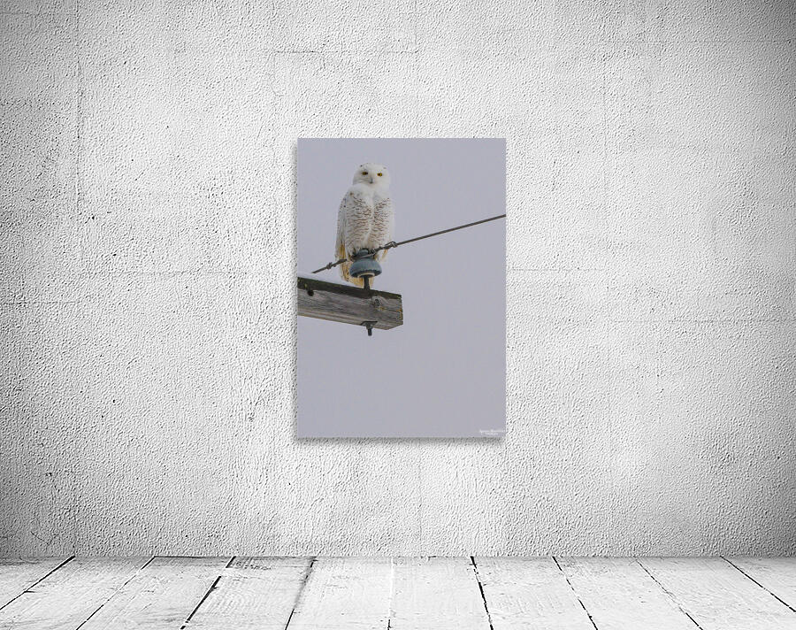 DSC 1897 Wall Preview