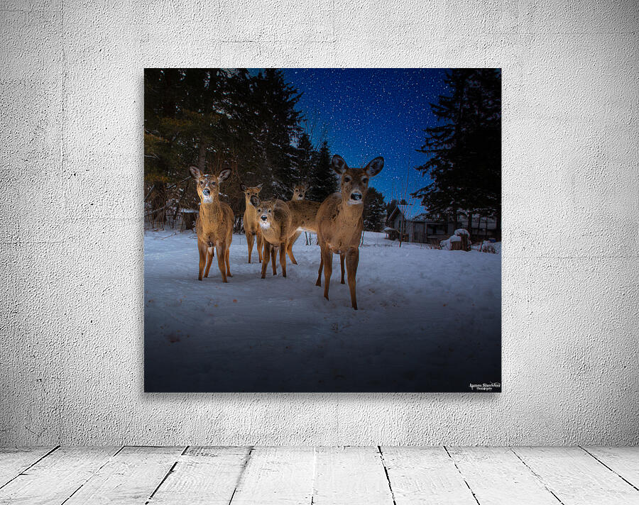 JBS 3174 2  Wall Preview