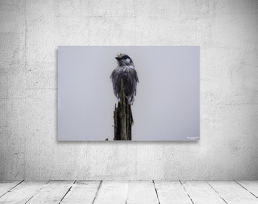 JBS 3105 Wall Preview