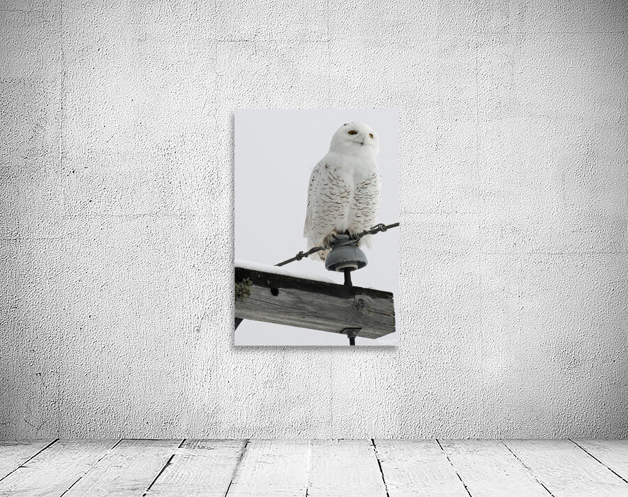 DSC 1902 Wall Preview