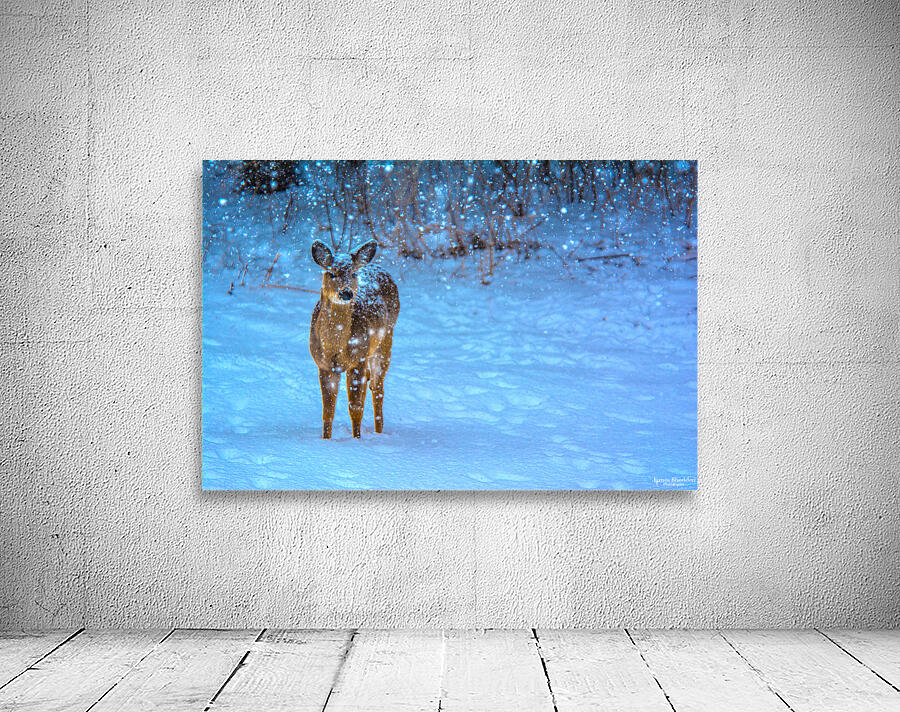 JBS 0395 Wall Preview