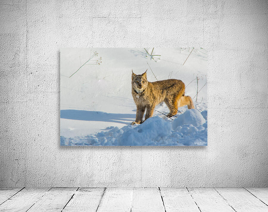 JBS 8771 Wall Preview