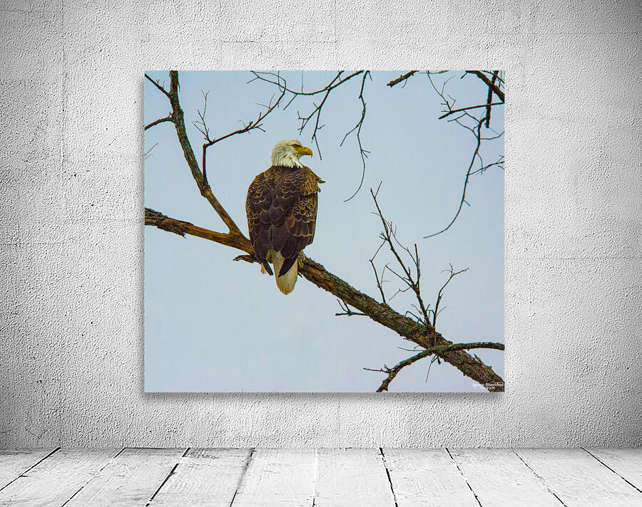 JBS 9645 Wall Preview