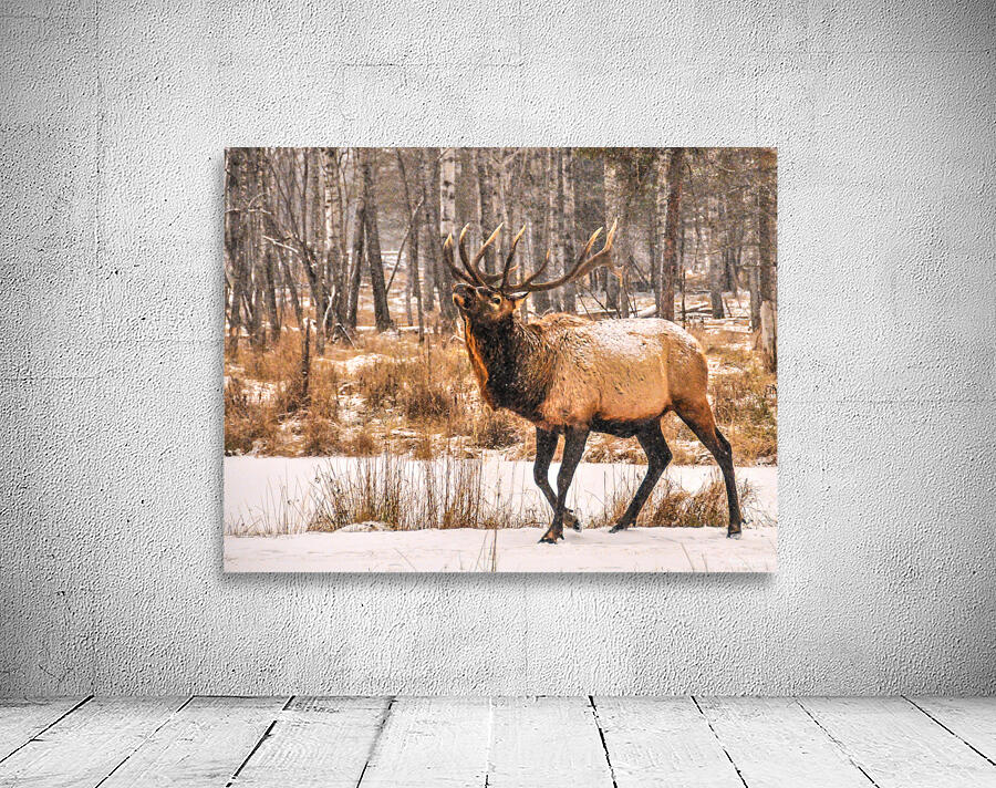 JBS 4996  Wall Preview