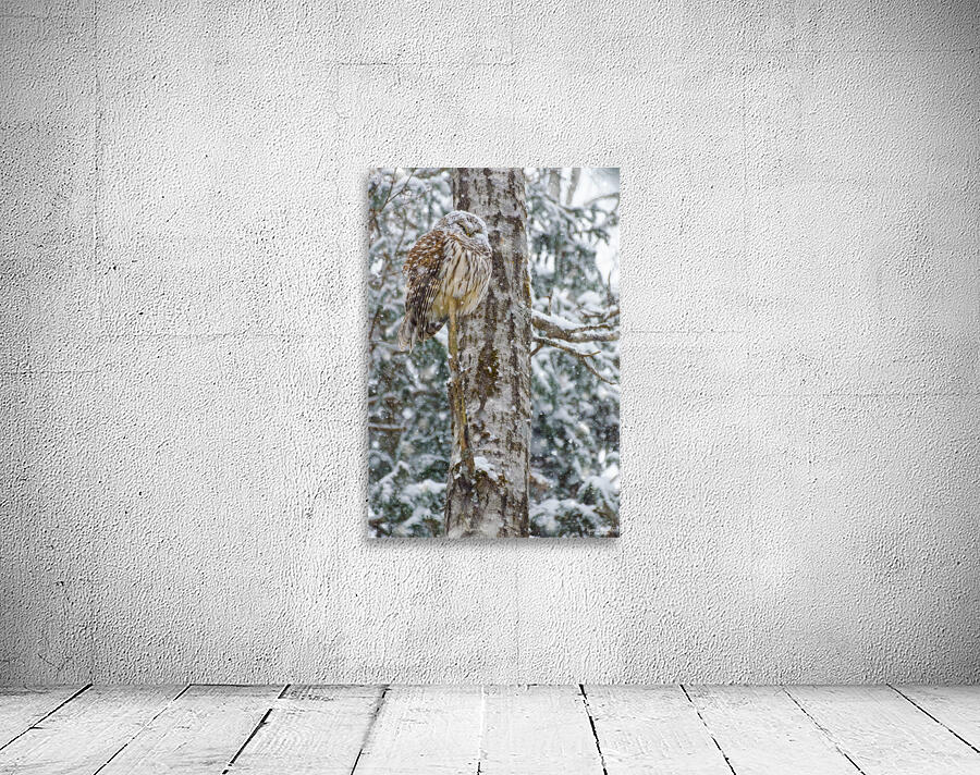 JBS 4998 Wall Preview