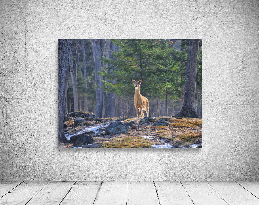 JBS 8417 Wall Preview