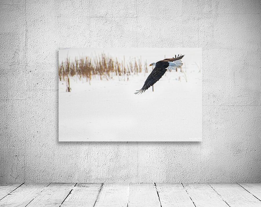 JBS 8846 Wall Preview