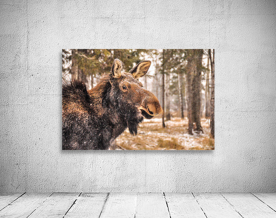 JBS 4902  Wall Preview