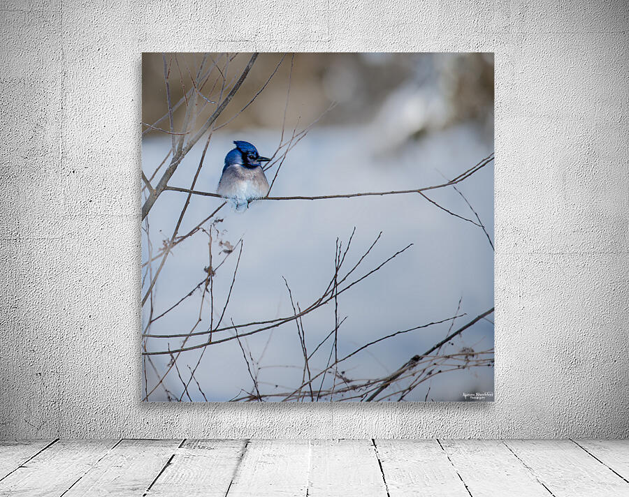 JBS 9522 Wall Preview