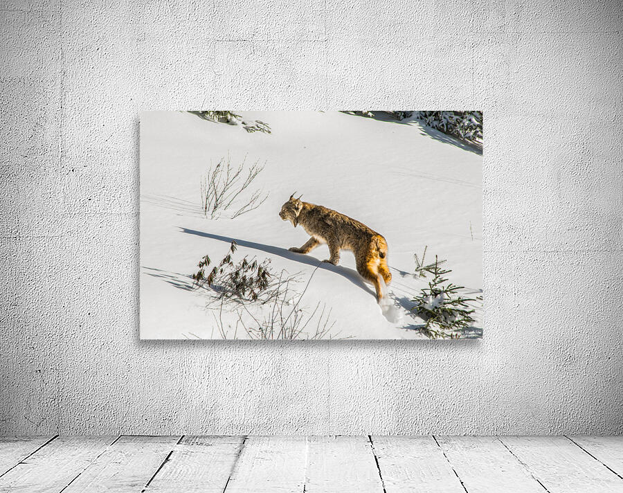 JBS 8781 Wall Preview