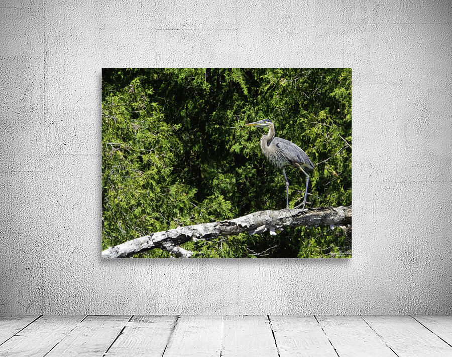 JBS 6779 Wall Preview