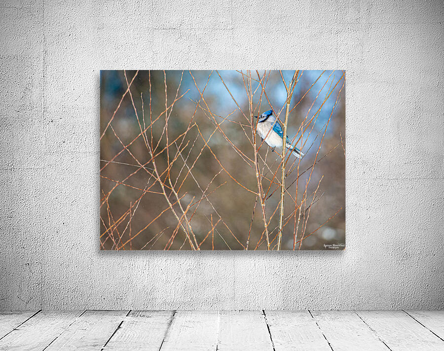 JBS 8279 Wall Preview