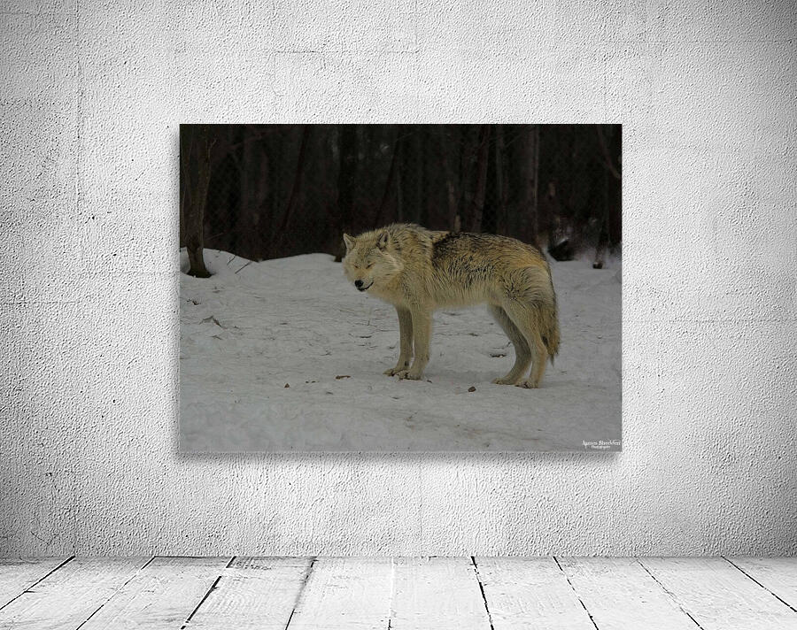 JBS 9056 Wall Preview