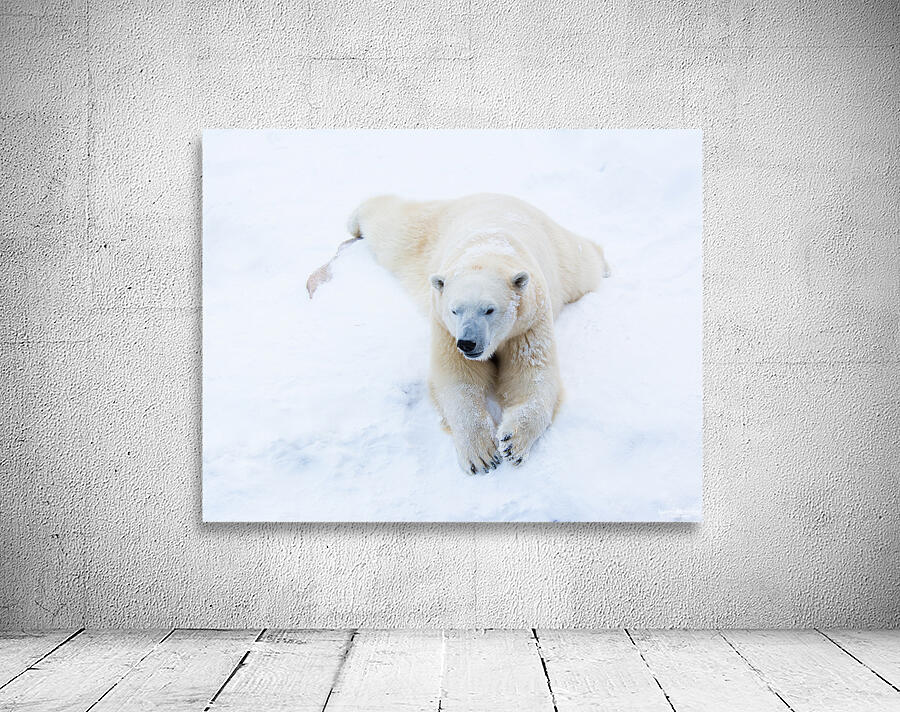 JBS 8373 Wall Preview