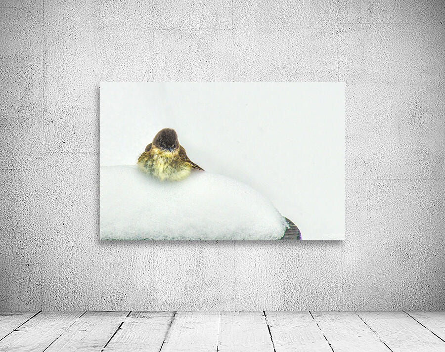 JBS 9269 Wall Preview