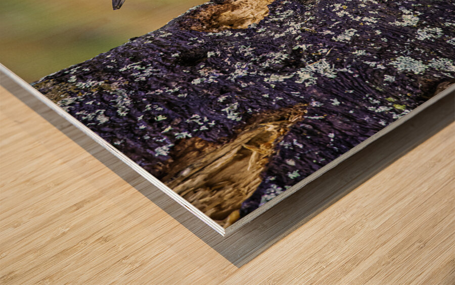 JBS 9742 1 Wood print