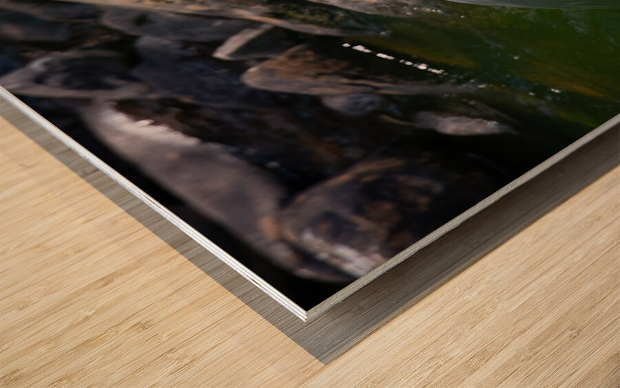 JBS 3491 2 Impression sur bois