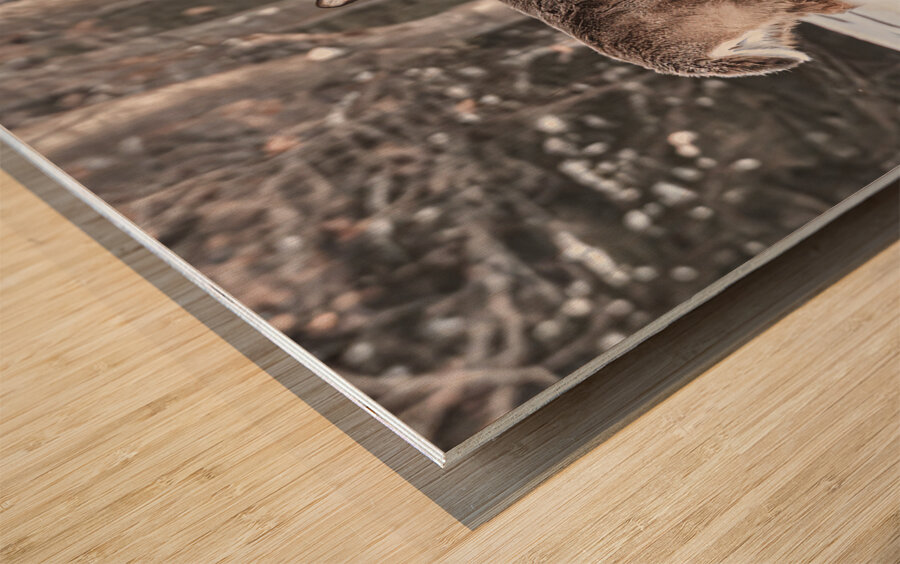 JBS 5494  Wood print