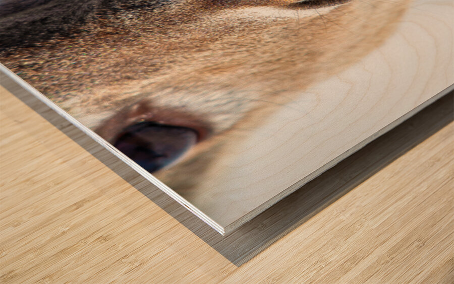 JBS 0540 Impression sur bois