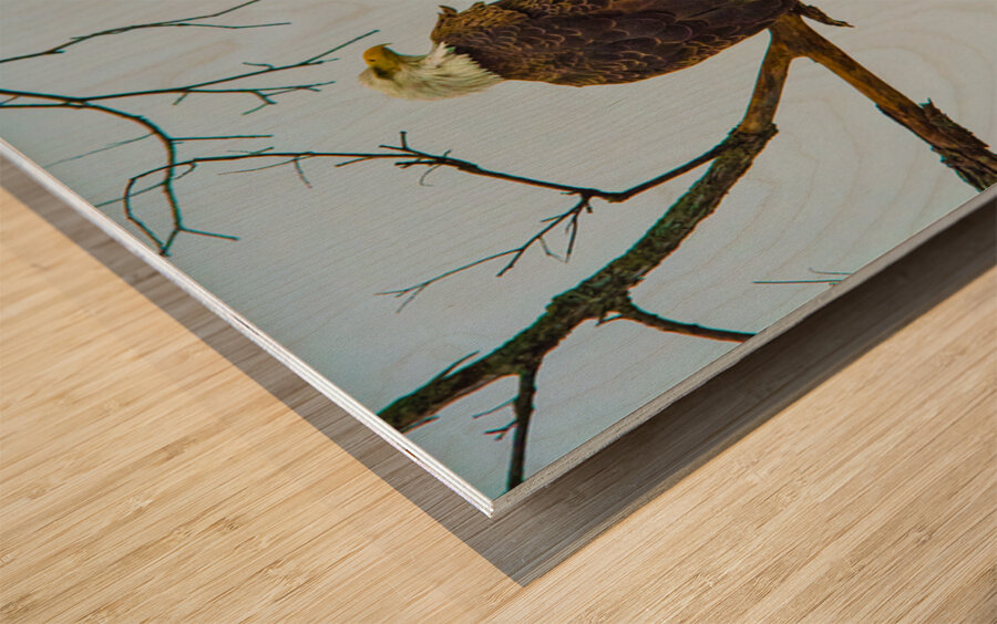 JBS 9645 Impression sur bois