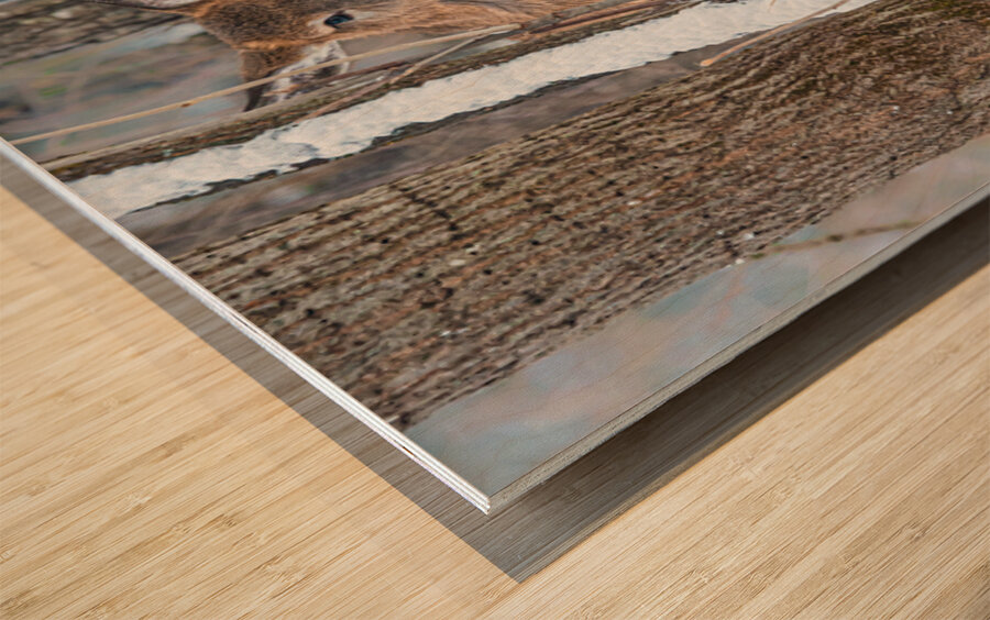 JBS 8854 Impression sur bois