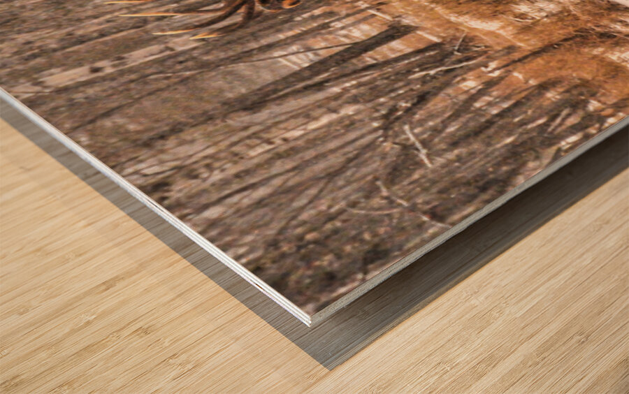 JBS 4996  Wood print