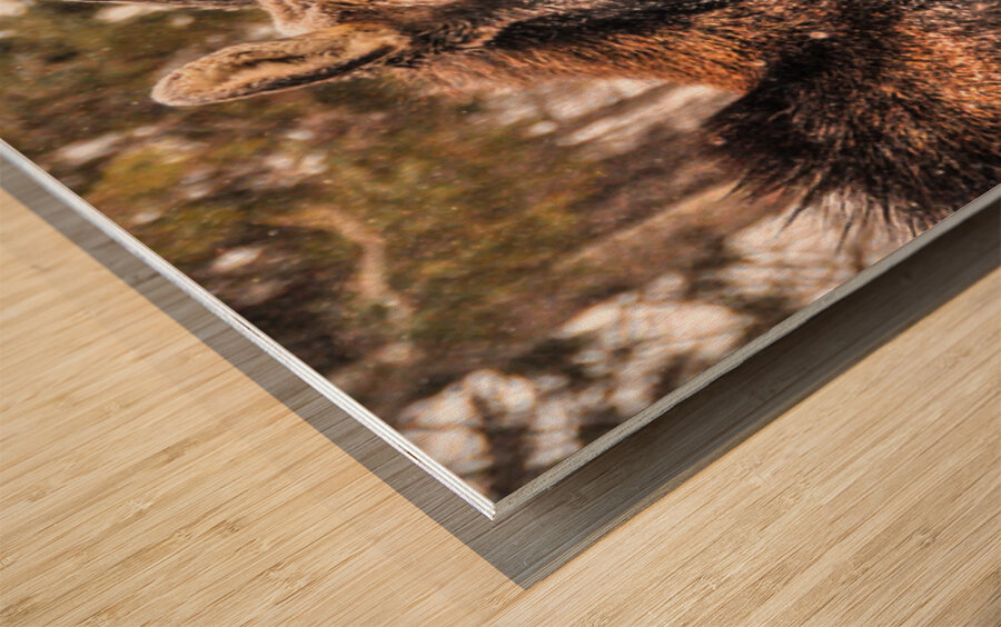 JBS 4902  Wood print