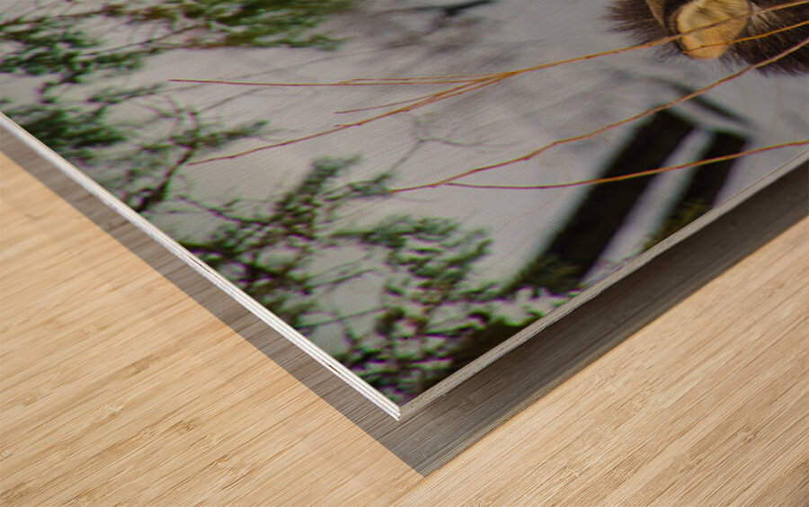 JBS 4767 Impression sur bois