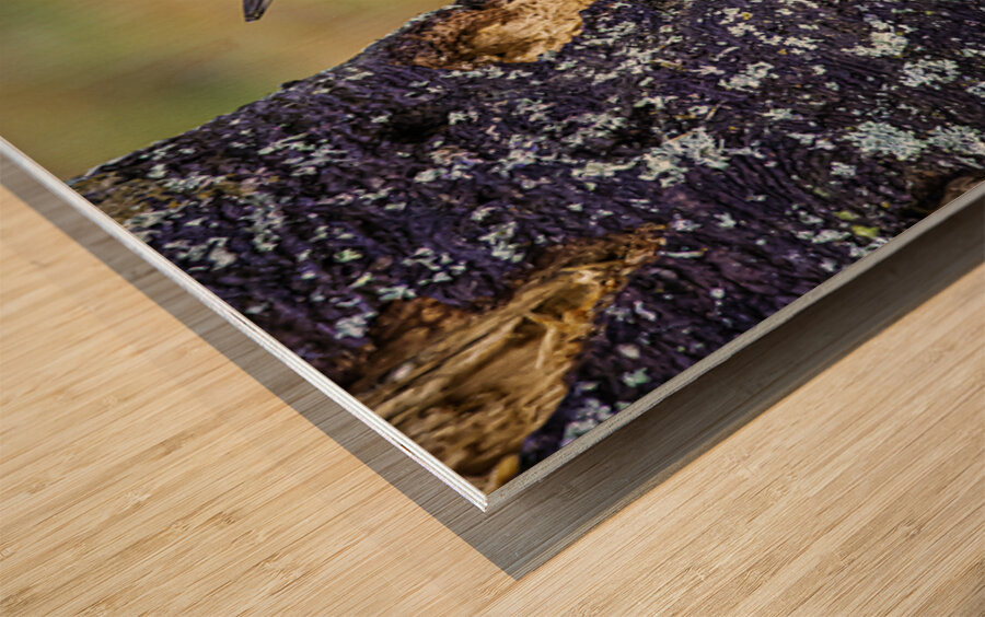 JBS 9742 Impression sur bois