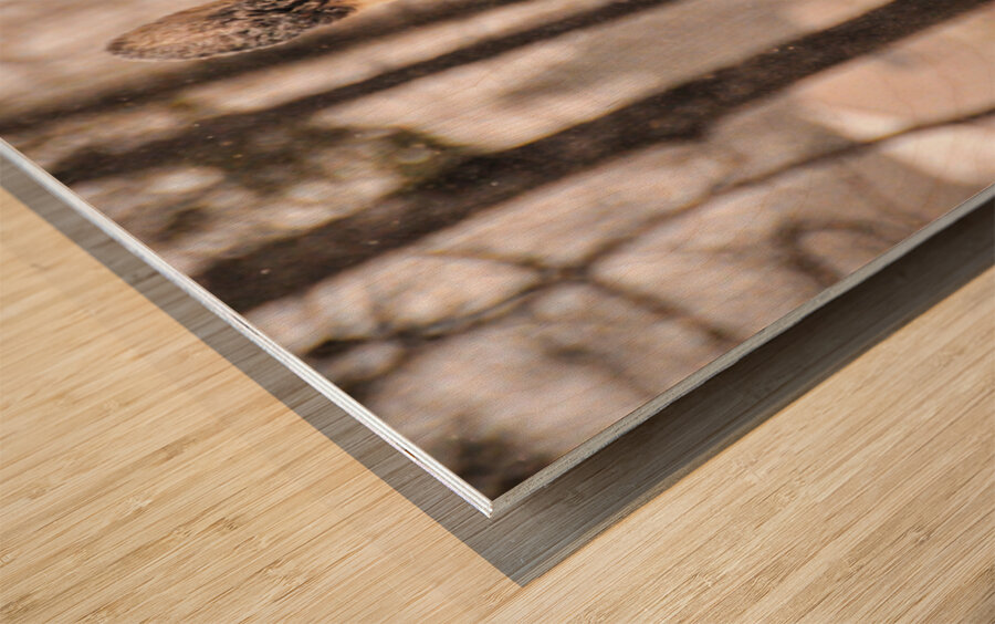 JBS 4896  Impression sur bois