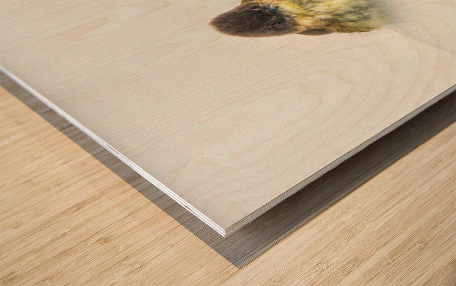 JBS 9269 Impression sur bois