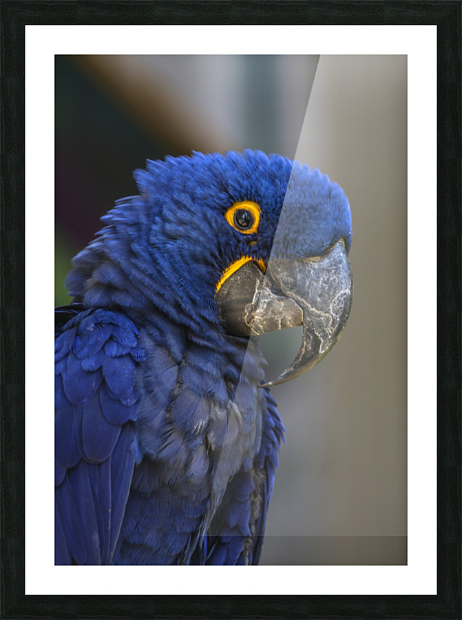 Blue Parrot Picture Frame print
