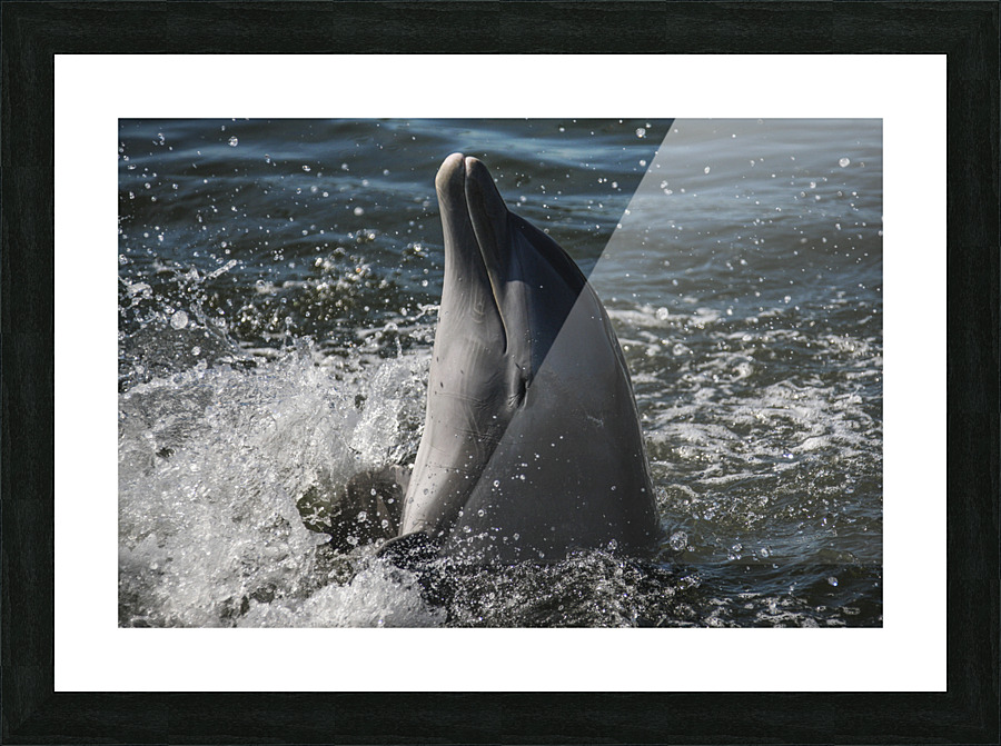 Smiling Dolphin Picture Frame print