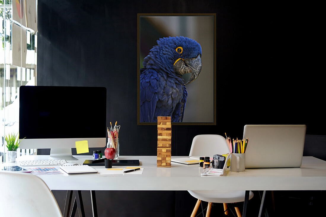 Blue Parrot Reproduction