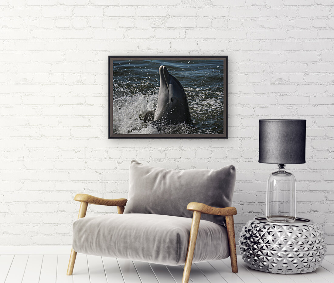 Smiling Dolphin Reproduction