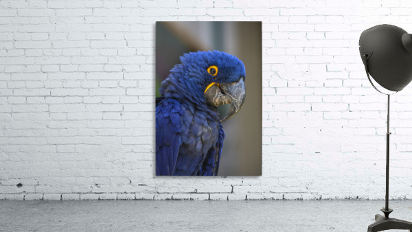 Blue Parrot Wall Preview