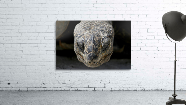 Wise Tortoise  Wall Preview