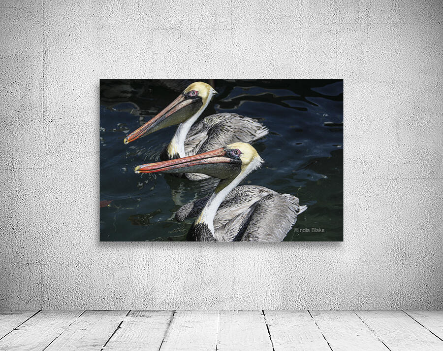 Pelican Friends Wall Preview