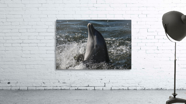 Smiling Dolphin Wall Preview