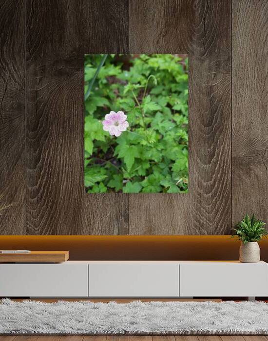 Geranium x oxonianum Hollywood by Del Elle