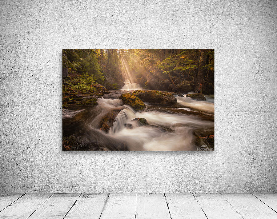 Great Bear Rainforest Landscape Wall Preview