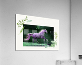 Calm and Free Acrylic Print